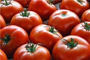 قیمت گوجه فرنگی تا 3 هزار تومان پایین می‌آید
