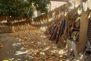 عکسی از شاهکار عجیب یک هموطن در حیاط خانه‌ اش!
