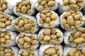 ماجرای احتکار سیب‌ زمینی در مخفیگاه‌ ها!