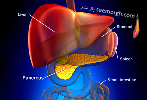 آروغ زدن به خاطر مشکلات پانکراس دلیل آروغ زدن زیاد چیست؟