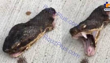 حمله کردن سر جدا شده مار حمله کردن سر جدا شده مار