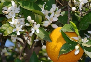 نسخه طب سنتی برای قلب