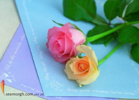 نامه های عاشقانه همراه با گل رز!