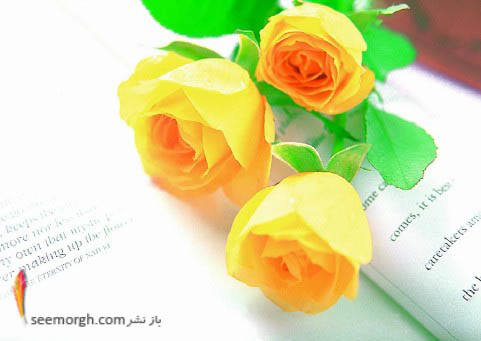 رز زرد در گذشته به معنی کاهش ميزان علاقه و وفاداری بود