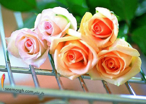 گل های رز