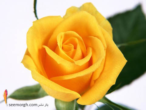 امروزه رز زرد به معنی شادی و خوشحالی می باشد